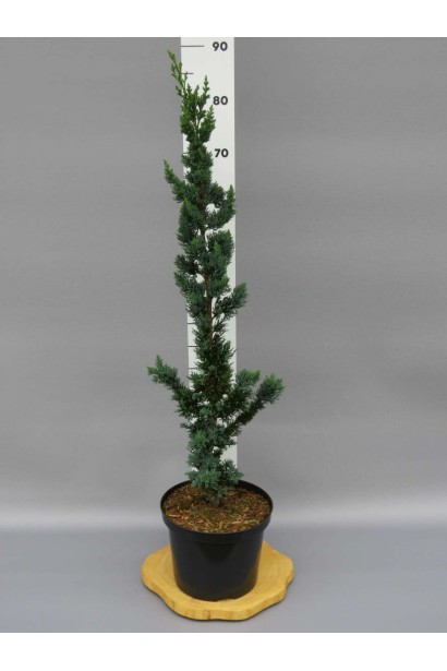 Chamaecyparis l. ’Wissel’s Saguaro’ полив